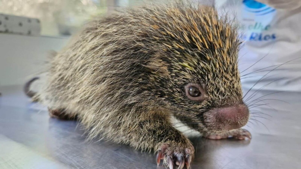 Em 4 meses, Mata Foto: Mata Ciliar de JundiaíCiliar de Jundiaí recebeu mais de 90 animais silvestres atacados por domésticos Em 4 meses, Mata Foto: Mata Ciliar de JundiaíCiliar de Jundiaí recebeu mais de 90 animais silvestres atacados por domésticos