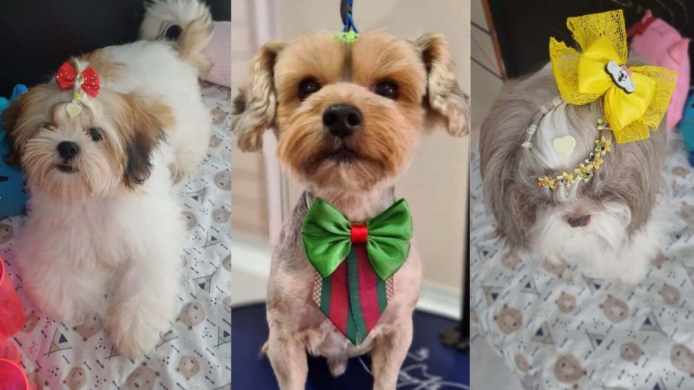 Foto: Divulgação Foto: Divulgação