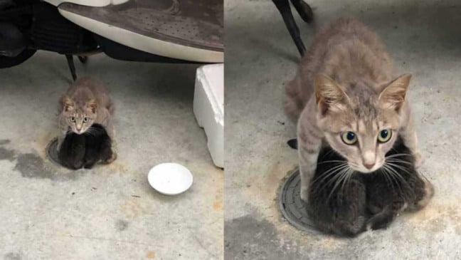 Gata protegendo filhotes