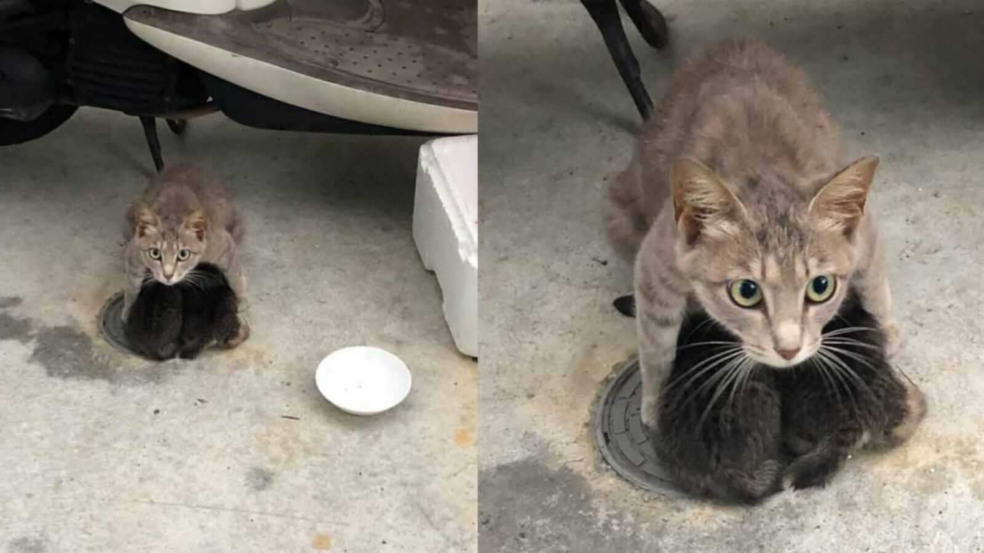 Gata protegendo filhotes