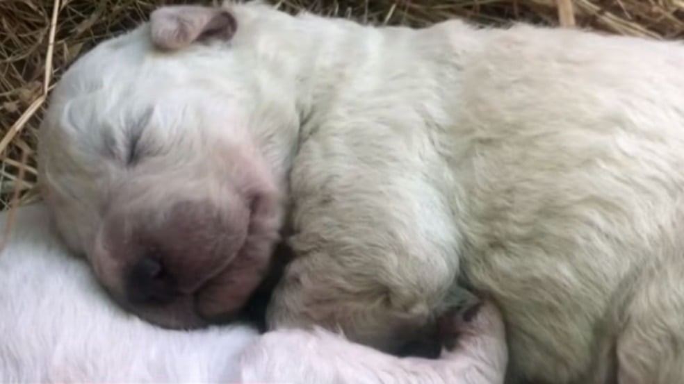 Em fenômeno raro, cachorro nasce com pelo verde