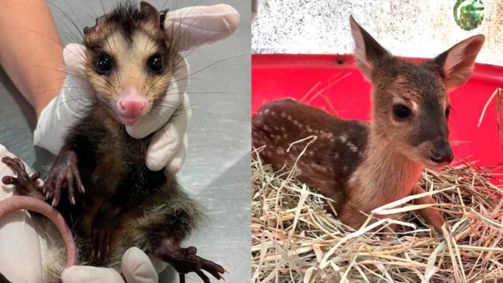 Foto: Divulgação/Associação Mata Ciliar