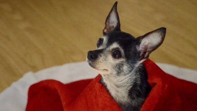 Cachorro em cobertor vermelho