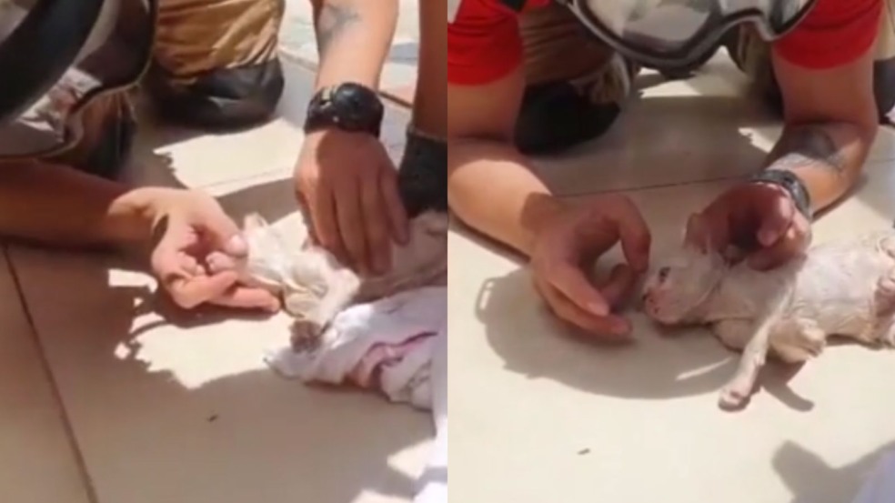 Bombeiros salvam filhote de gato