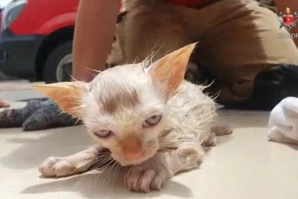 Bombeiros salvam filhote de gato