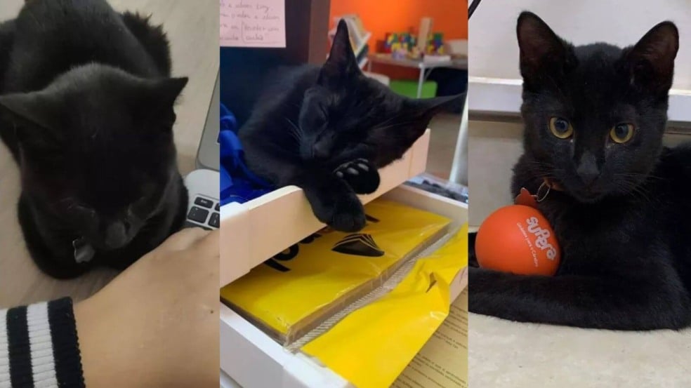 Gato preto dormindo em empresa Gato preto dormindo em empresa