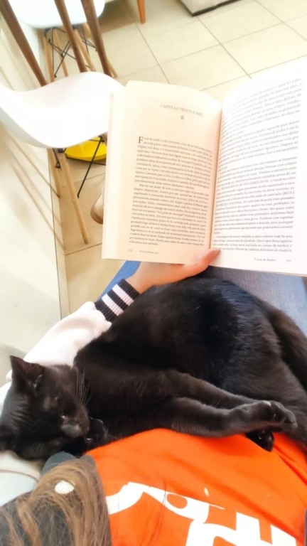 Gato preto dormindo em empresa