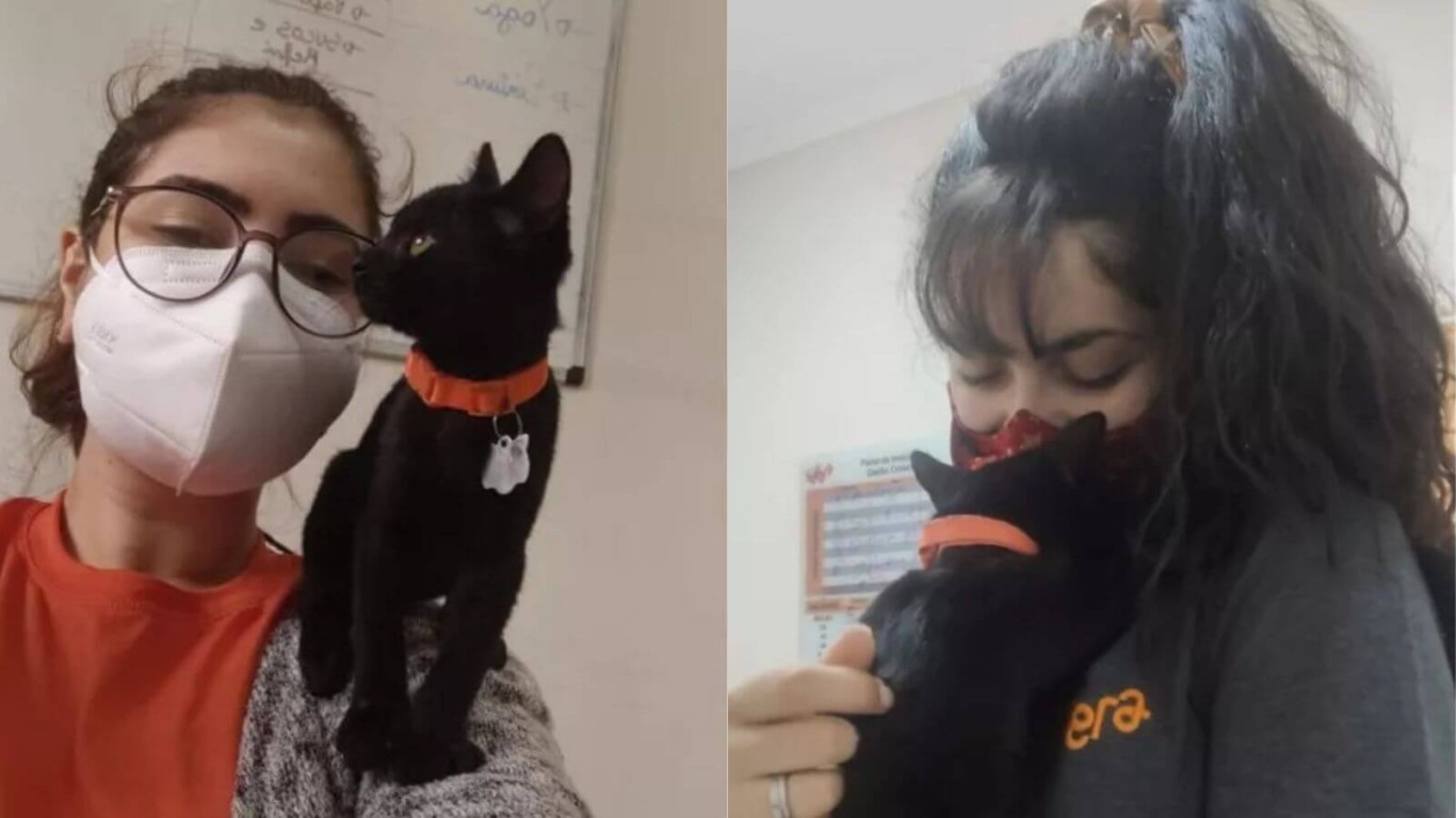 Gato preto em empresa