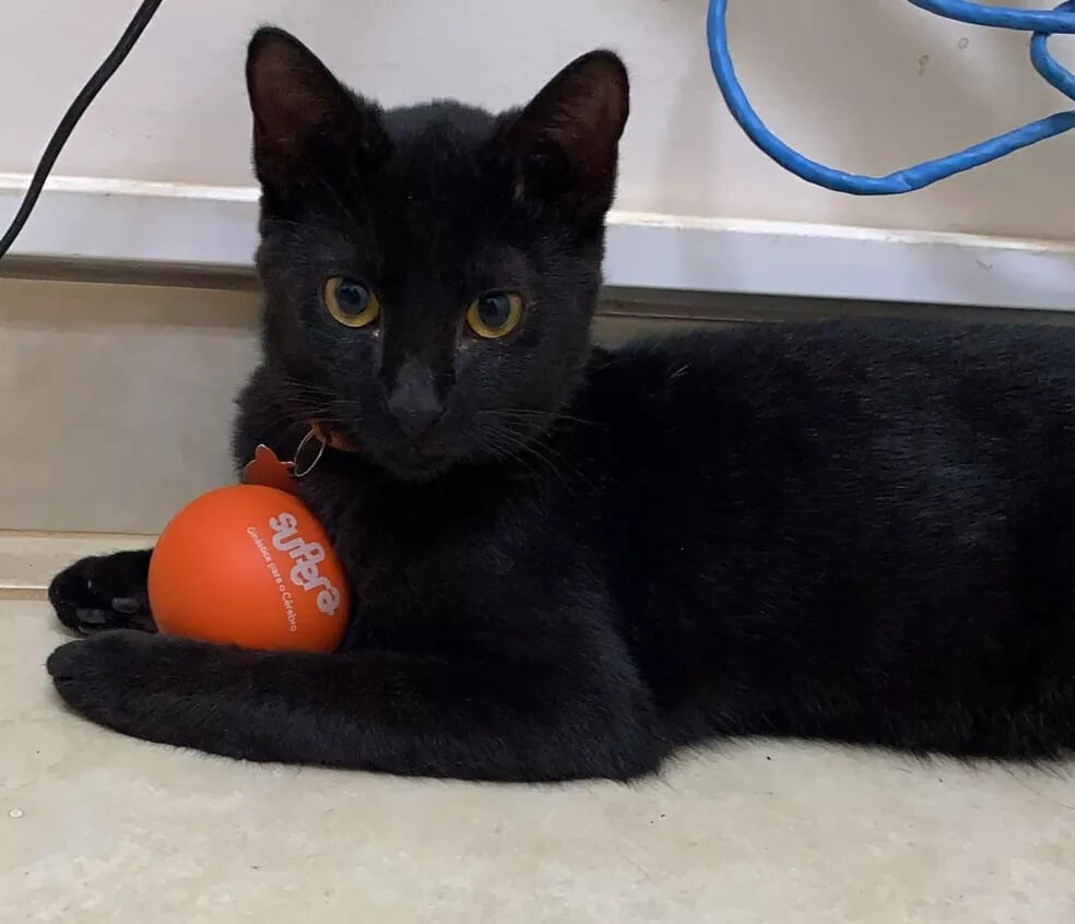 Gato preto em empresa