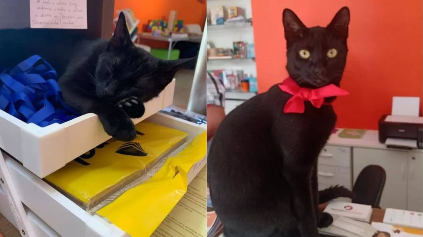 Gato preto em empresa
