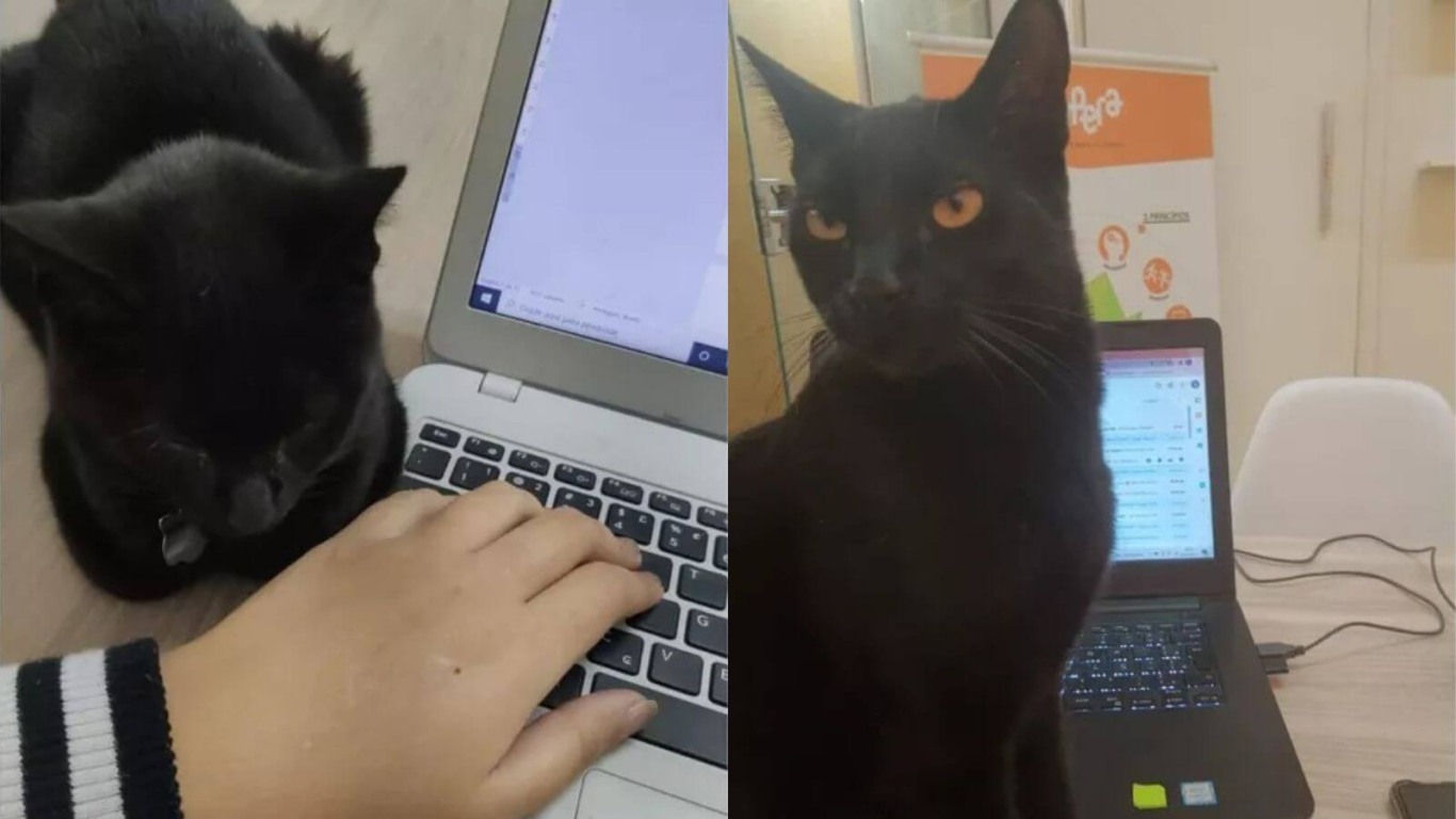 Gato preto em empresa