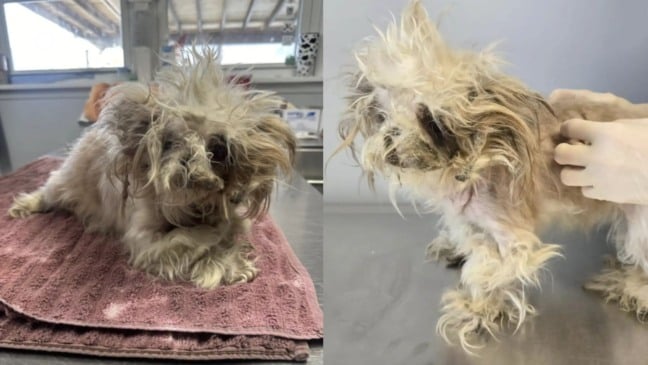 Foto: Reprodução/PSPCA Danville/The Dodo