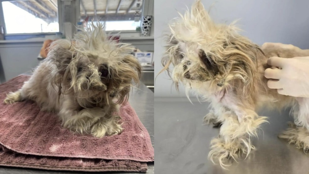 Foto: Reprodução/PSPCA Danville/The Dodo