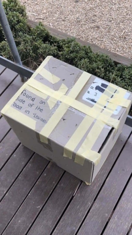 Enfermeira encontra caixa com gatos abandonados em frente à clínica veterinária