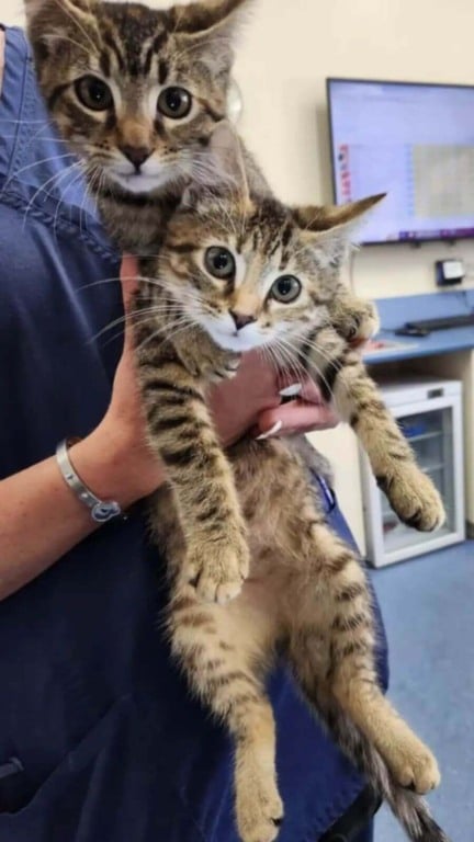 Enfermeira encontra caixa com gatos abandonados em frente à clínica veterinária