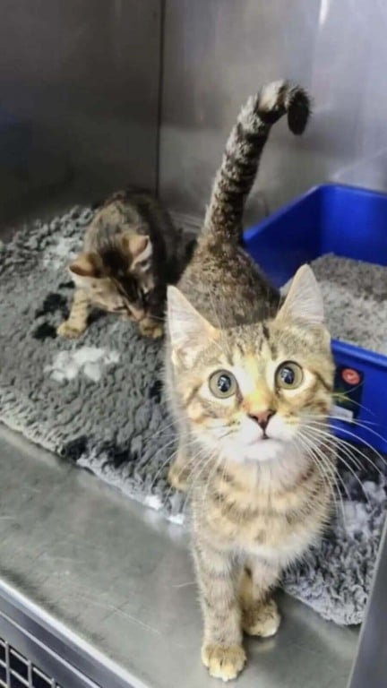 Enfermeira encontra caixa com gatos abandonados em frente à clínica veterinária