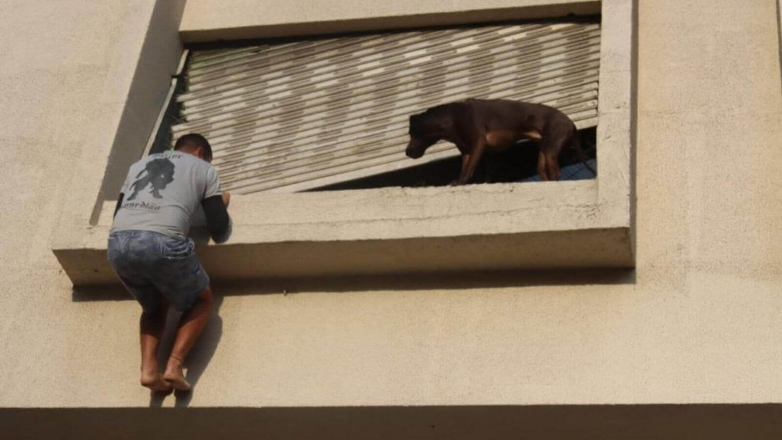 Entregador resgata cachorro