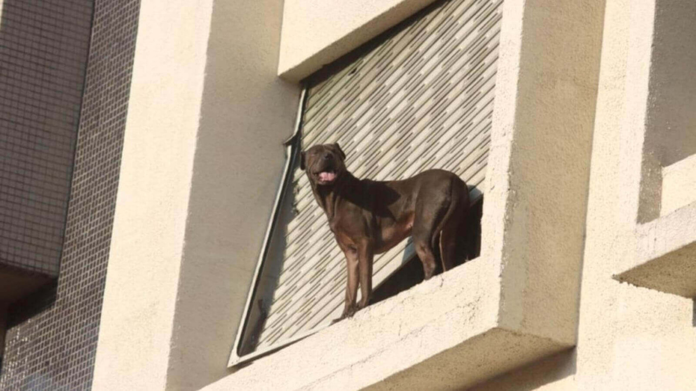 Entregador resgata cachorro