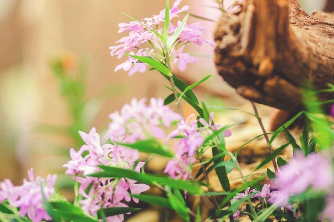 Sabia que é possível cultivar orquídea direto no chão? Confira 6 espécies terrestres