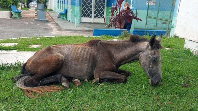 Cavalo abandonado em Várzea Paulista