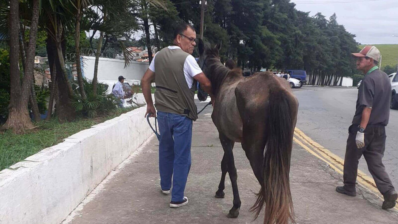 Cavalo abandonado em Várzea Paulista