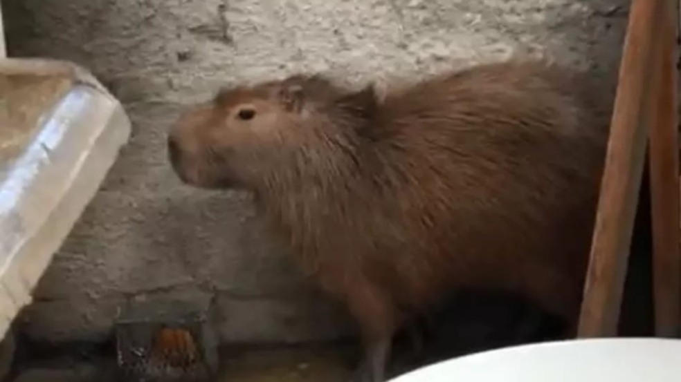 Capivara