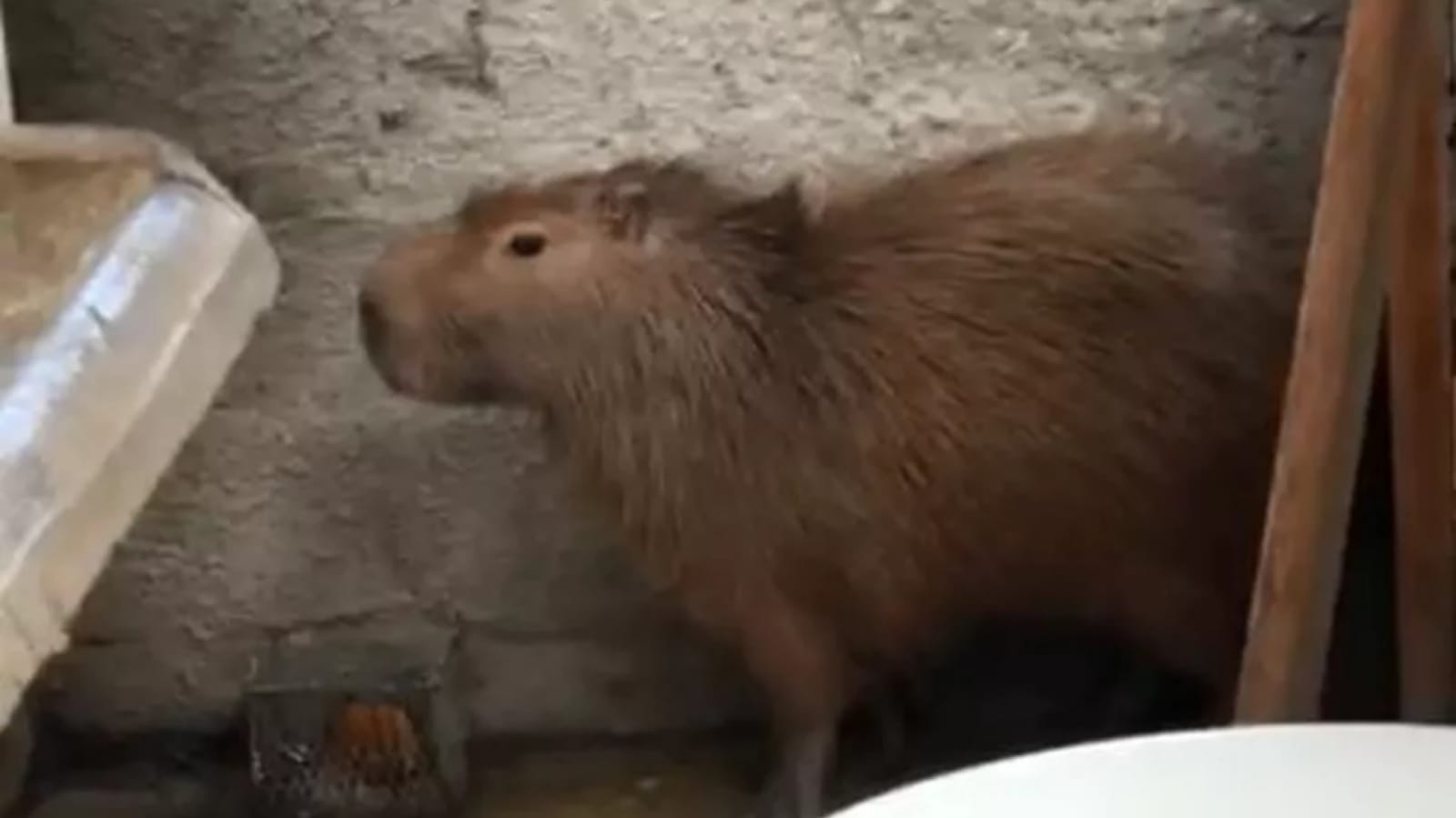 Capivara