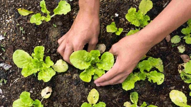 (Foto: chaiyon021/Canva)