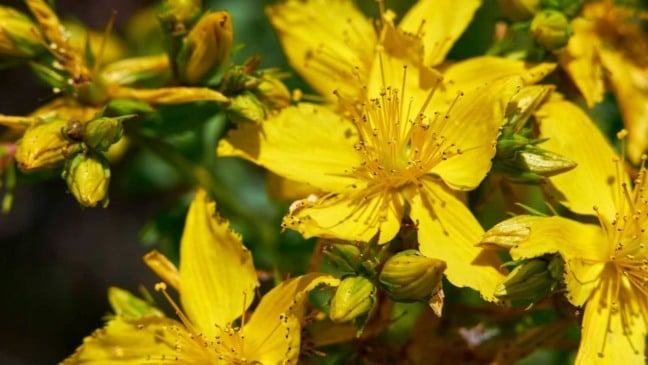 (Foto: seven75/Canva)