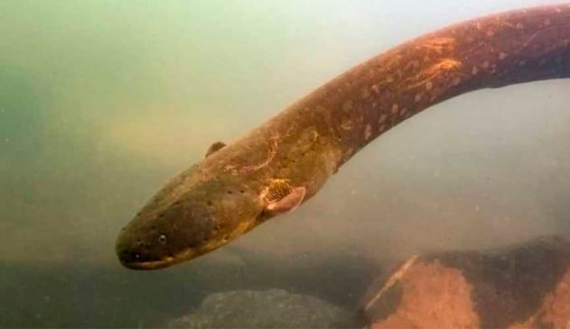 Espécie de peixe-elétrico que emite 860 volts é descoberta na Amazônia