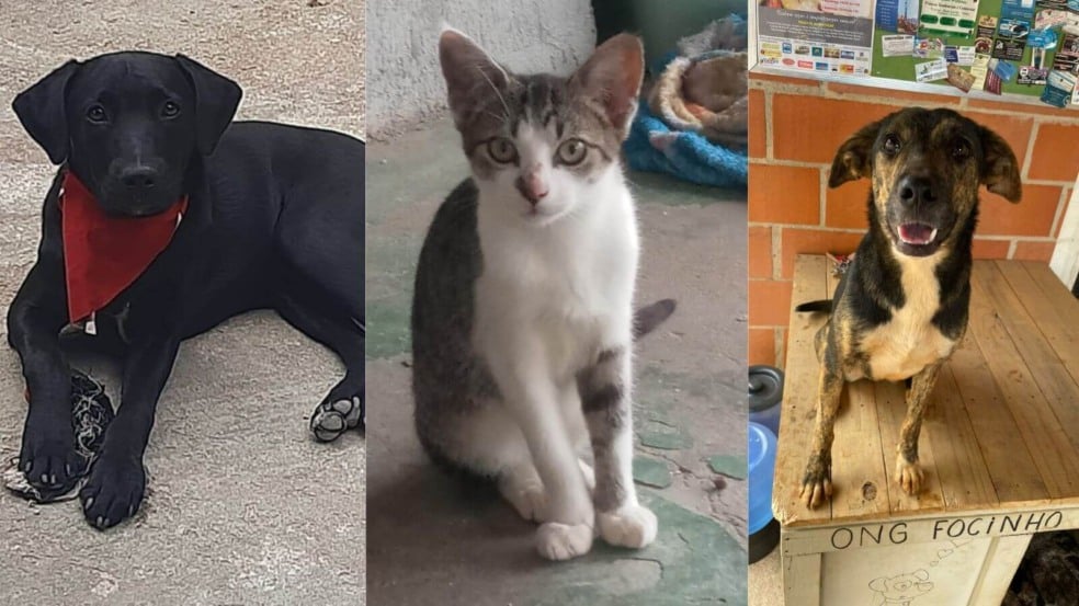 Animais para adoção