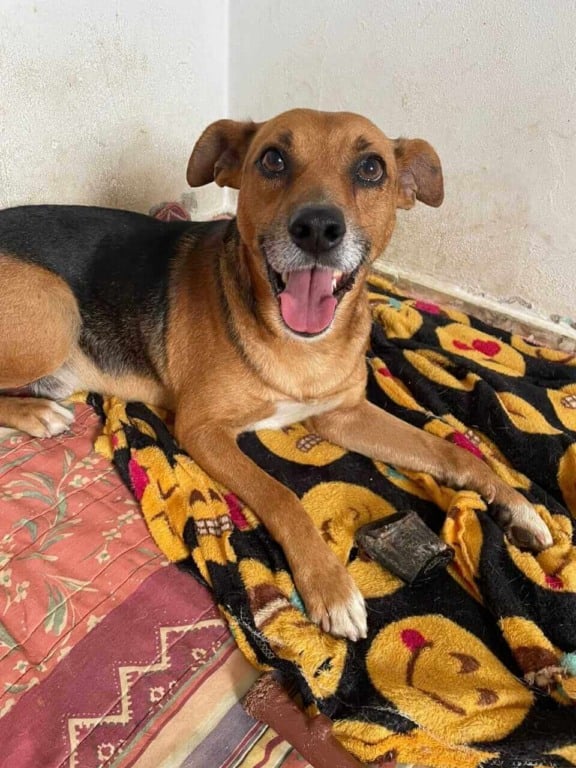 Cachorro para adoção