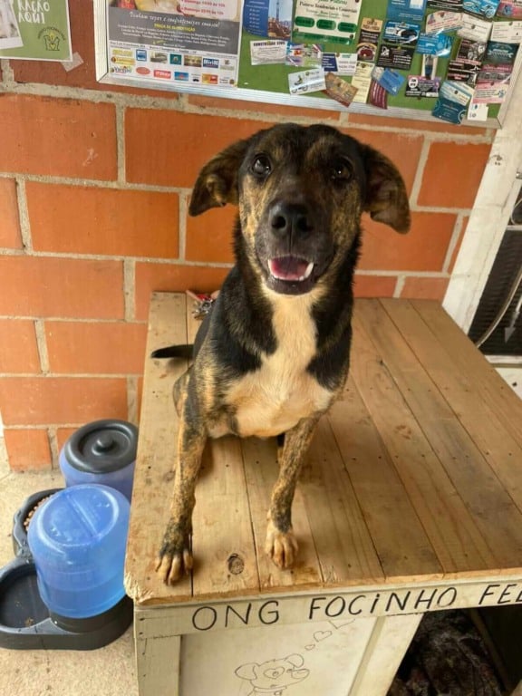 Cachorro para adoção