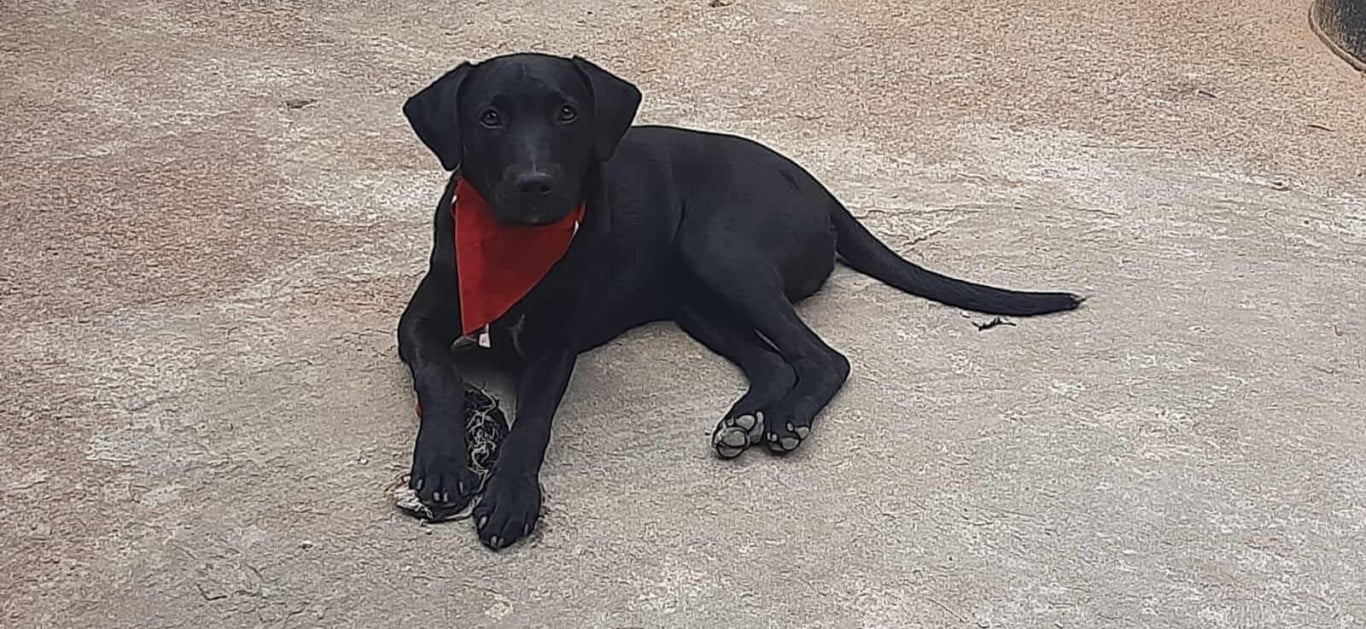 Cachorro para adoção