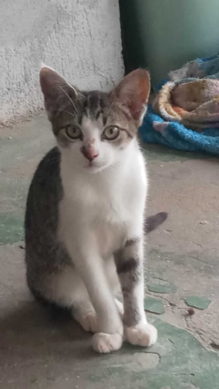 Gato para adoção