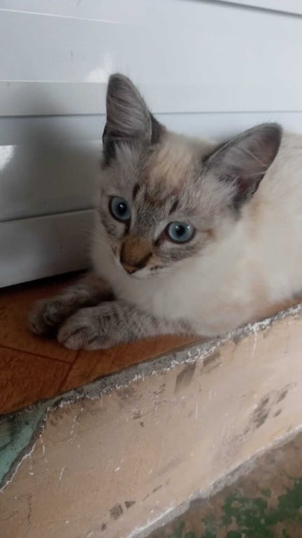 Gato para adoção