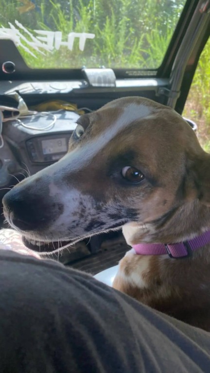Cachorro resgatado após abandono em lixeira