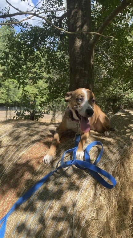 Cachorro resgatado após abandono em lixeira