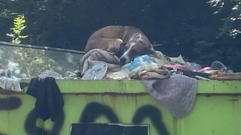 Cachorro jogado em lixeira Cachorro jogado em lixeira