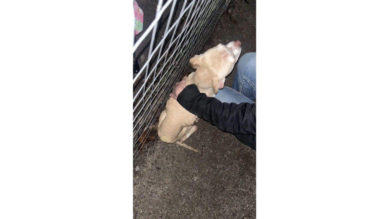 Cachorro abandonado em parque