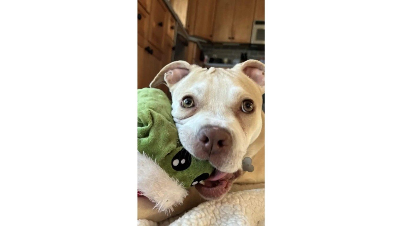 Cachorro com brinquedo de pelúcia