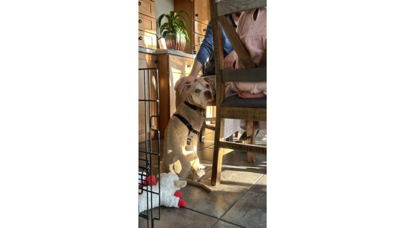 Cachorro ao lado de cadeira