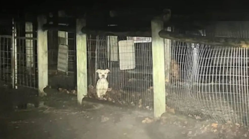 Cachorro abandonado em parque