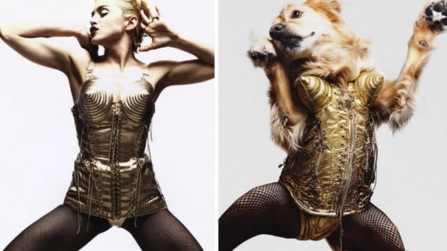 Cachorro recriando foto de Madonna