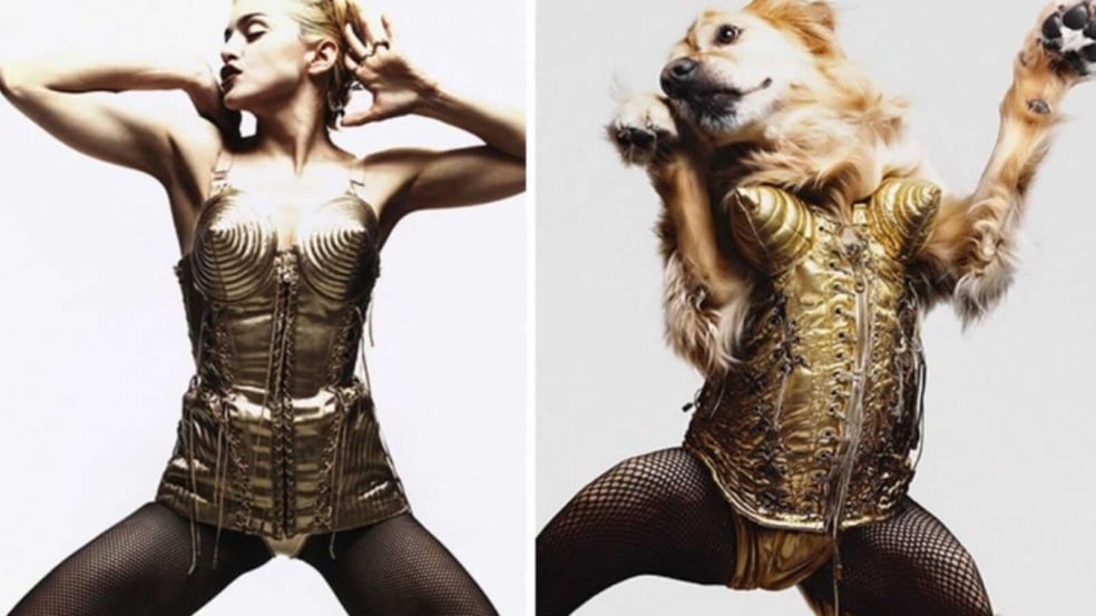 Cachorro recriando foto de Madonna