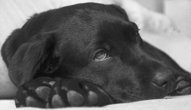Labrador preto deitado, com foto aproximada mostrando sua cabeça deitada sob a pata