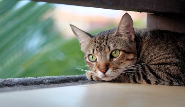 gatos copiam seus donos