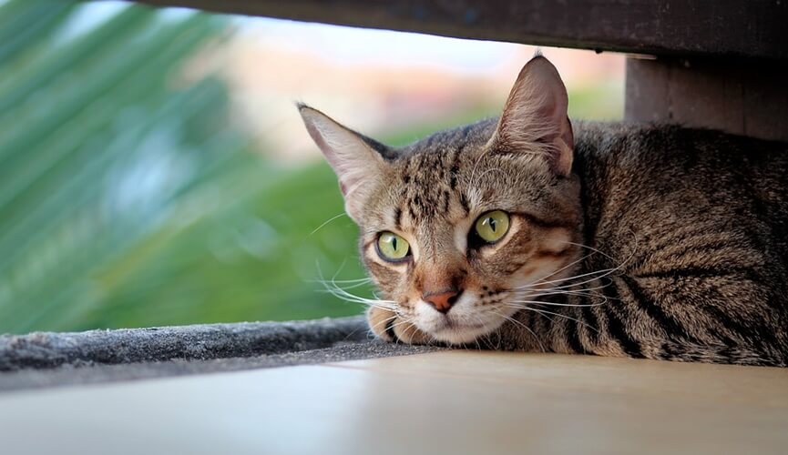 gatos copiam seus donos gatos copiam seus donos