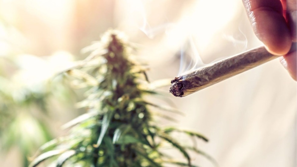 De acordo com a pesquisa, usuários de maconha têm entre 3,5 e 5 vezes mais probabilidade de desenvolver cânceres de cabeça e pescoço