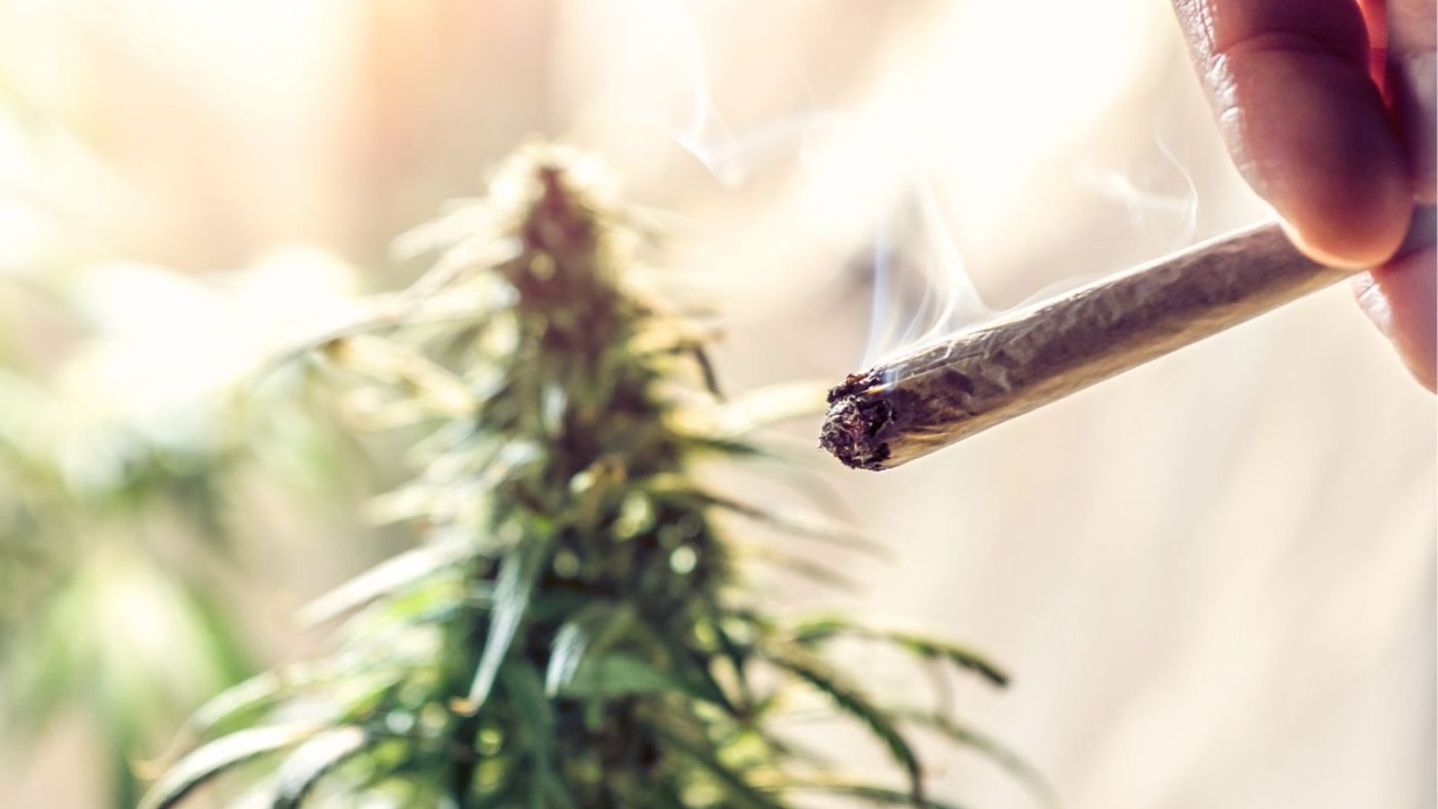 De acordo com a pesquisa, usuários de maconha têm entre 3,5 e 5 vezes mais probabilidade de desenvolver cânceres de cabeça e pescoço